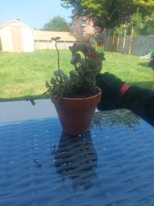 flower pot