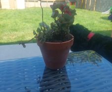 flower pot
