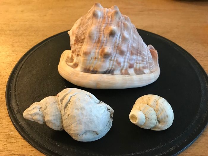 Three Vintage Sea Shells