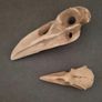 1/1  resin copy of a raven and a crow skull. Image 2