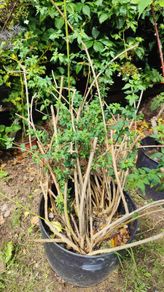 Cytisus plant (mature)