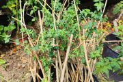 Cytisus plant (mature)
