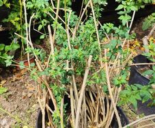 Cytisus plant (mature)