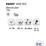 (P) Pansy seeds Clear Crystals Wine 0.3g Image 3
