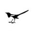 A Magpies Clobber