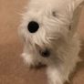Next Westie Door Stop Image 2