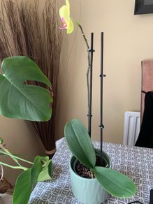 Plants - bundle of plants