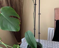 Plants - bundle of plants