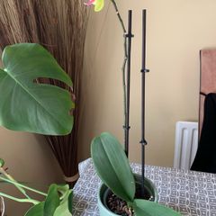 Plants - bundle of plants