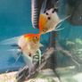 Angel fish Image 2