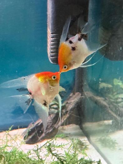 Angel fish