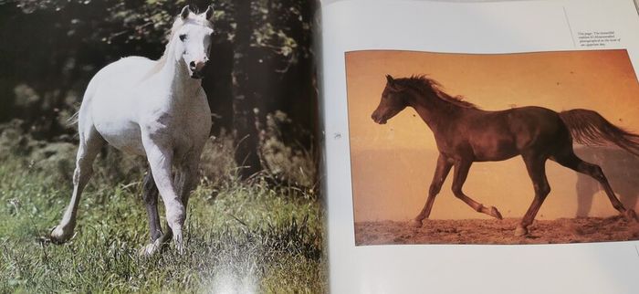 Grace And Beauty A Study Of The Horse Gabrielle Boiselle Large Hardback Book VGC