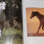 Grace And Beauty A Study Of The Horse Gabrielle Boiselle Large Hardback Book VGC Image 8
