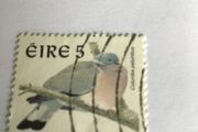 Irish stamp - Woodpigeon