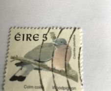 Irish stamp - Woodpigeon