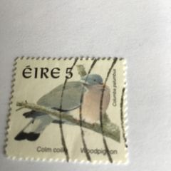 Irish stamp - Woodpigeon