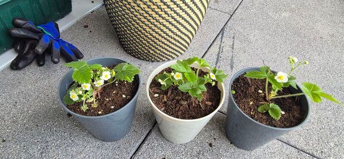 Alpine Strawberry Plant