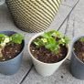 Alpine Strawberry Plant Image 2