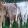 Livestock Image 7