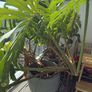 Large monstera Image 4