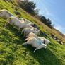Hilltex organic ewe lambs Image 7