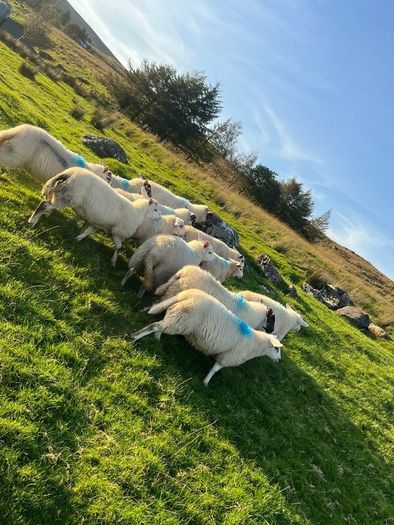 Hilltex organic ewe lambs