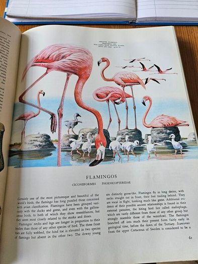 Birds Of The World. By Oliver L. Austin Jr. Illustrated By Arthur Singer. Forwarded By Sir Peter Scott. 1968 Large Volume Hardback With Dustjacket In Good Condition.