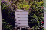 New Step By Step Bee Keeping 6 Euro