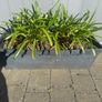 plant Image 2