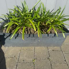 plant