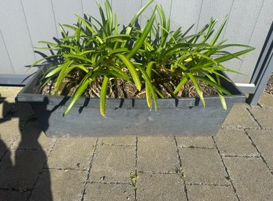 plant