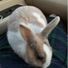 Bunnyboo