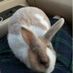 Bunnyboo