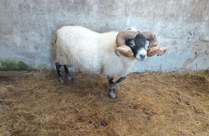 Lanark Ram