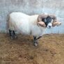 Lanark Ram Image 5