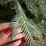 christmass tree Image 6