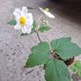 White Japanese Anemone Image 2