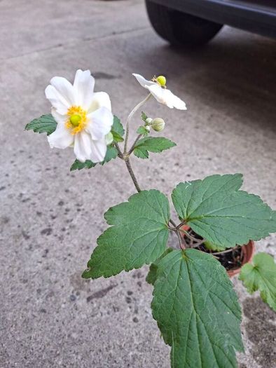 White Japanese Anemone