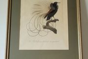 Antique Jacques Barraband handcoloured engraving