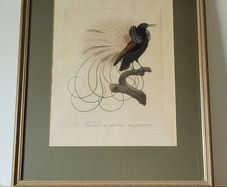Antique Jacques Barraband handcoloured engraving