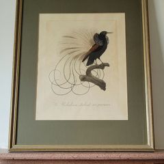 Antique Jacques Barraband handcoloured engraving