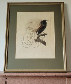 Antique Jacques Barraband handcoloured engraving