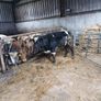 Heifer Image 8