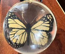 Clear glass bauble or ornament enclosing a butterfly specimen.