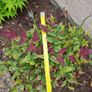 Nandina Domestica Obsessed Image 4