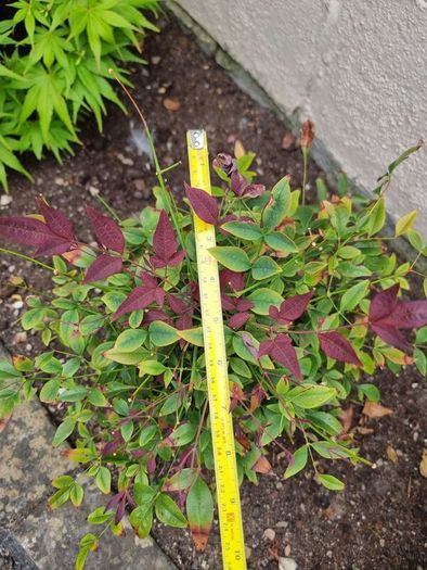 Nandina Domestica Obsessed