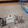 Sylvanian family sets Image 4