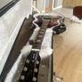 Gibson Les Paul Studio 2007 Image 2