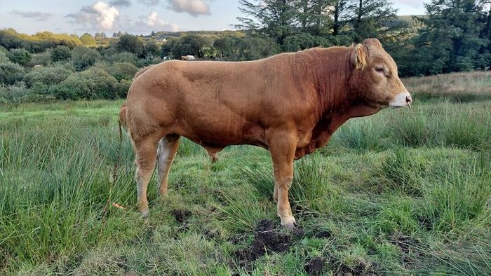 Super  Pbr Limousin  Bull