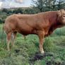 Super  Pbr Limousin  Bull Image 3
